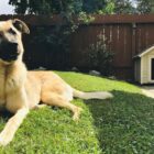 Buda dla psa projekt i budowa krok po kroku. Instruktaż