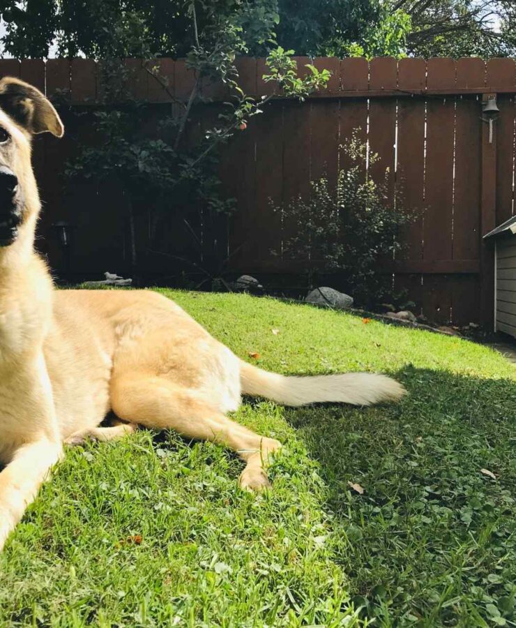 Buda dla psa projekt i budowa krok po kroku. Instruktaż