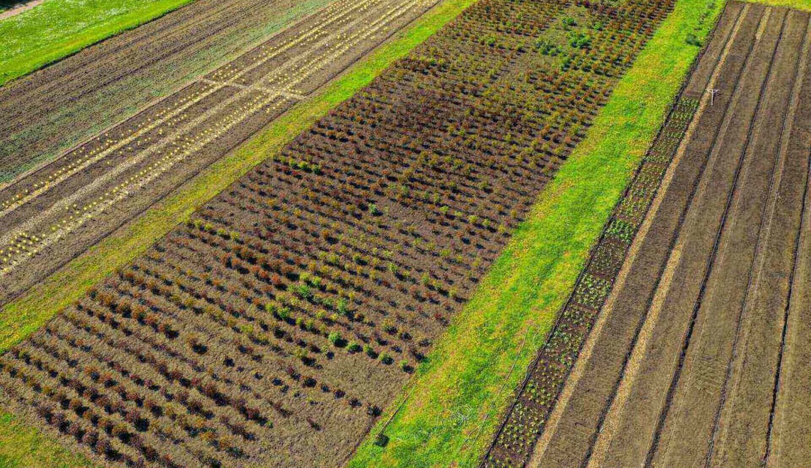 1 ar – ile to metrów? Prosty kalkulator online