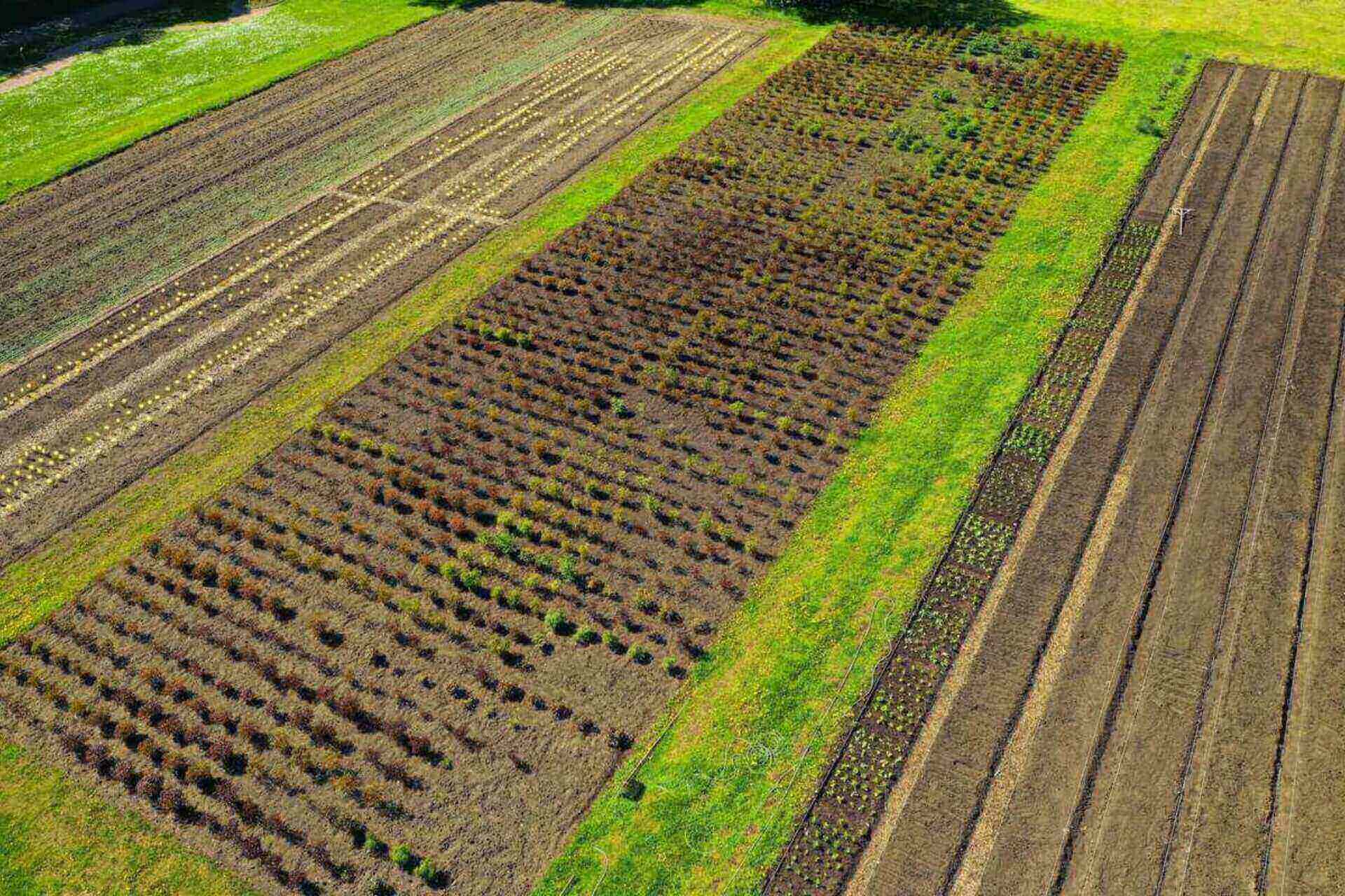 1 ar – ile to metrów? Prosty kalkulator online