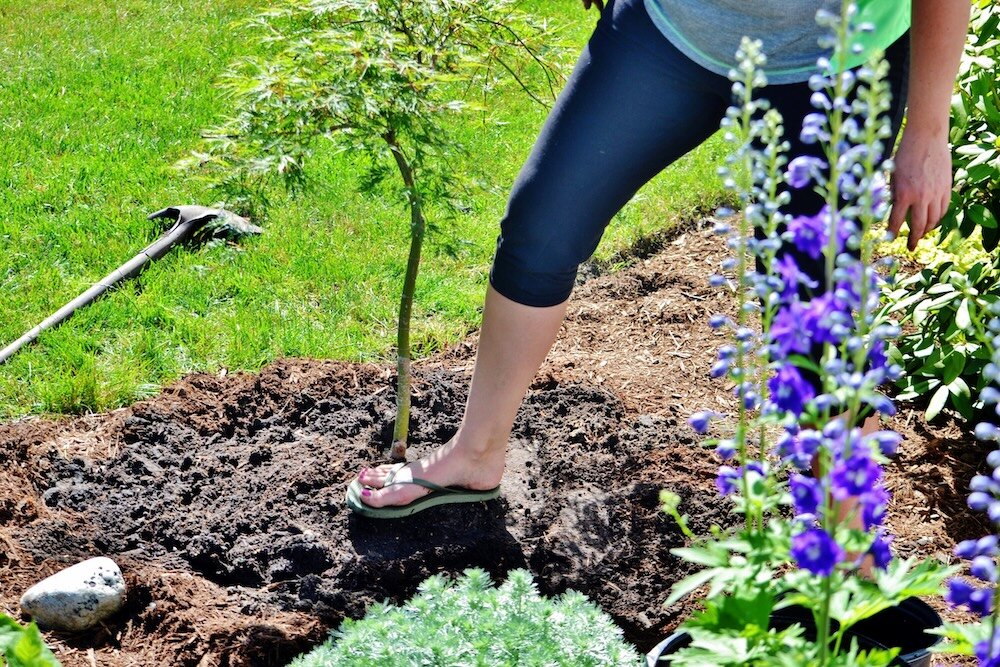 sadzenie drzewa w glebie 